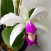 C.violacea x sib (semi-alba CH1 CHM TOGA × Por de Sol)Ching Hua